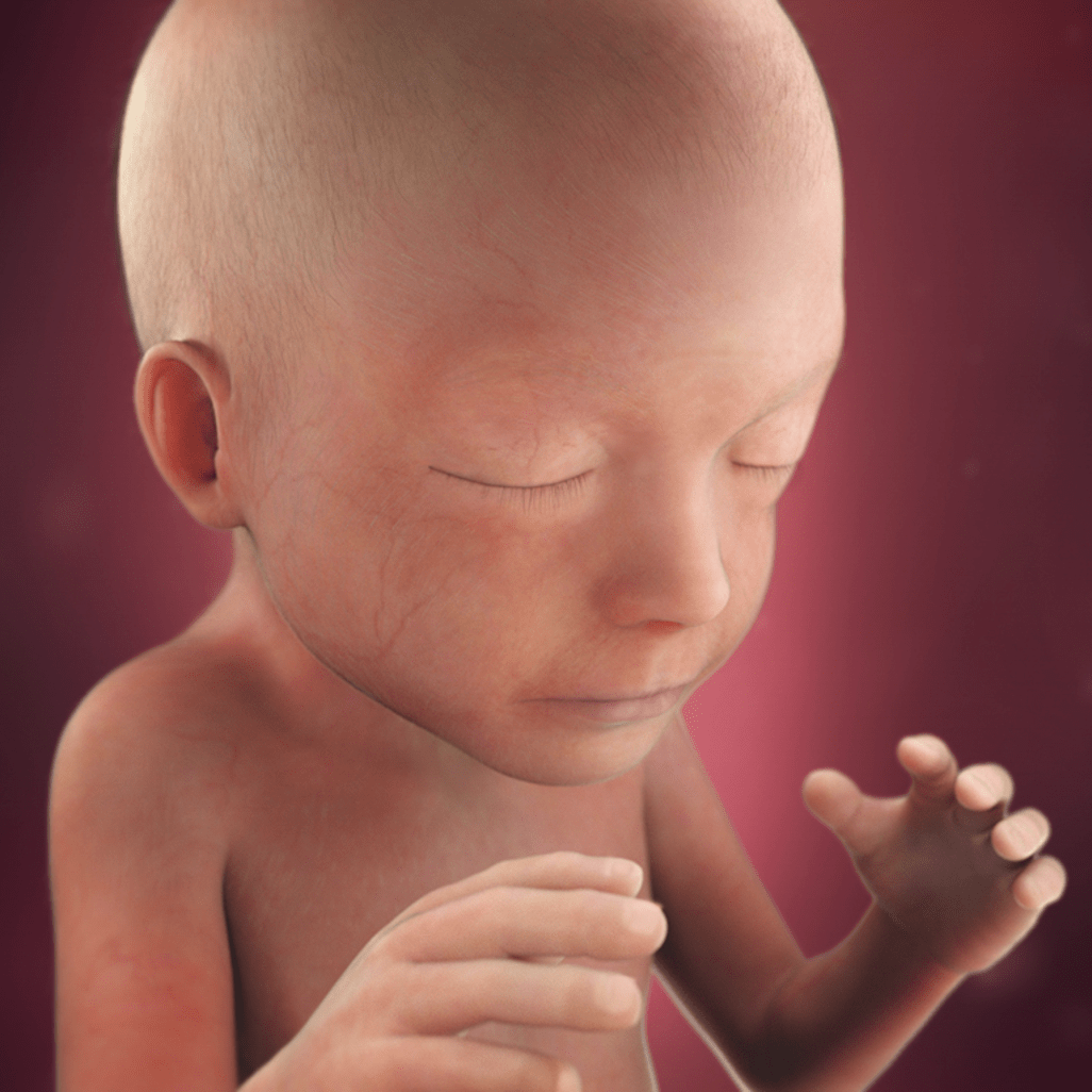 21 HƏFTƏ HAMİLƏLİK