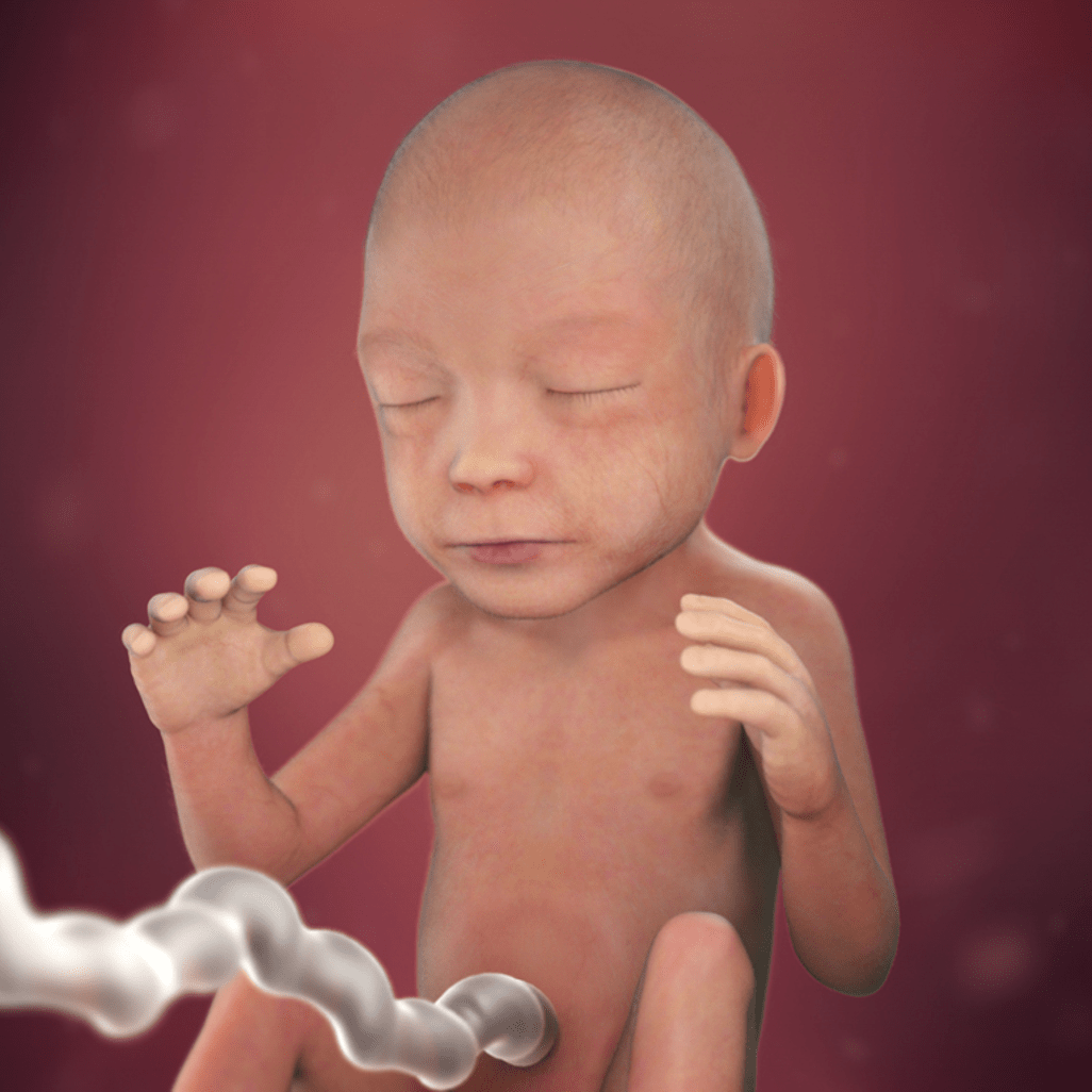 22 HƏFTƏ HAMİLƏLİK