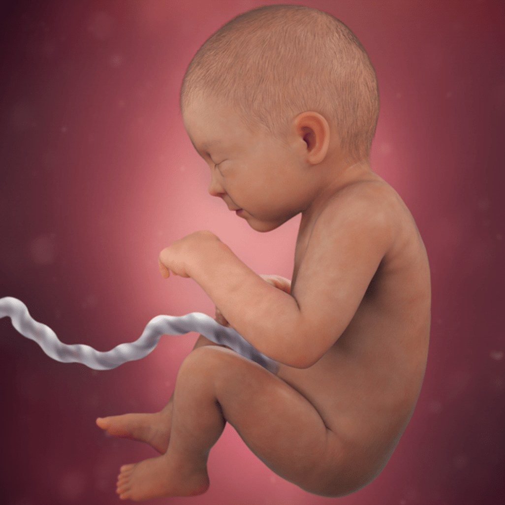 33 HƏFTƏ HAMİLƏLİK